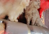 persian cat punch face pair 4 month