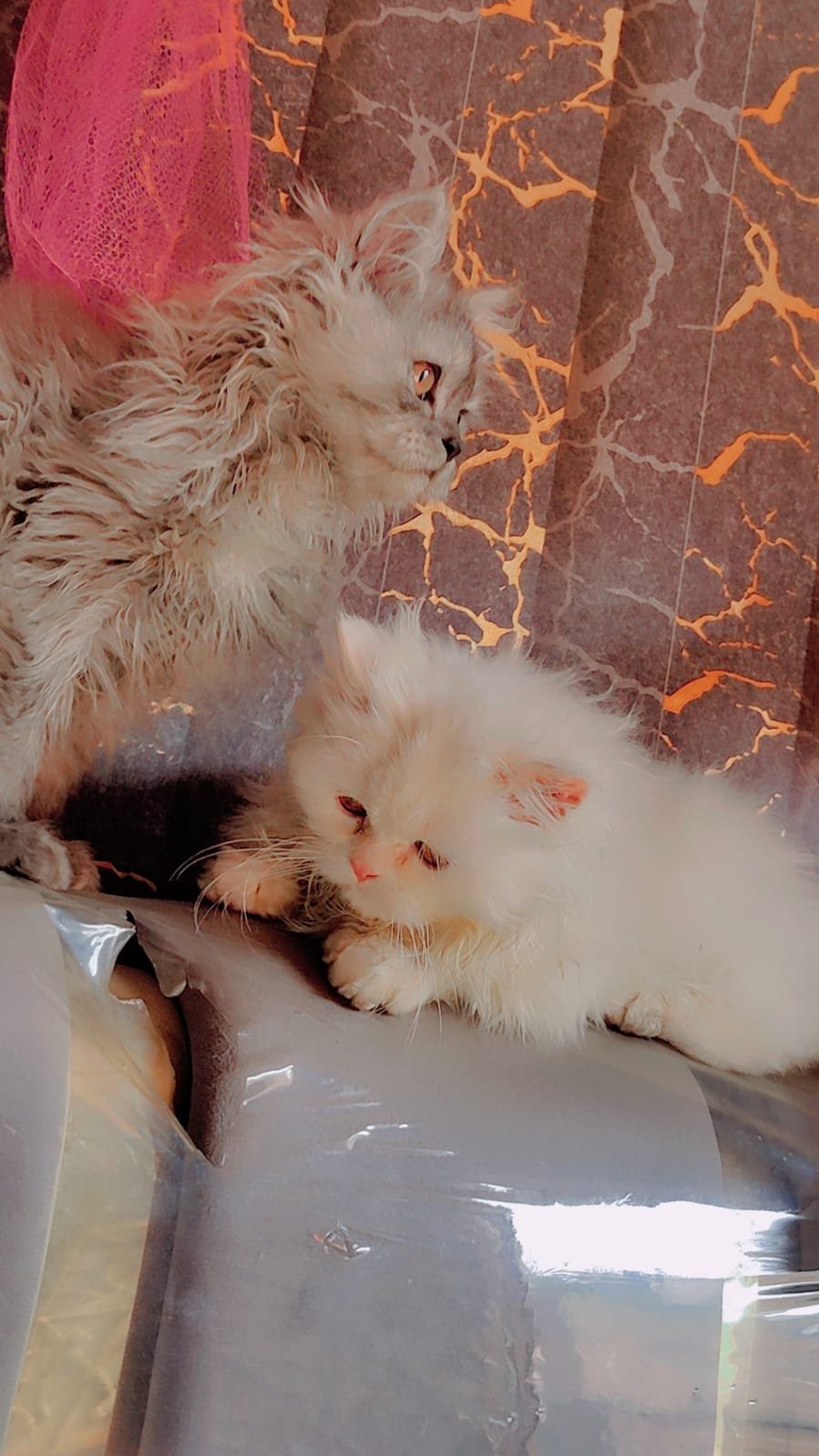 persian cat punch face pair 4 month