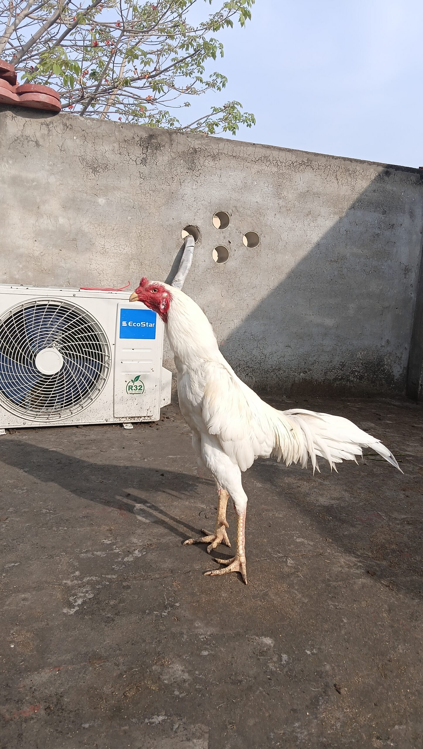 Aseel chicks or adult pairs