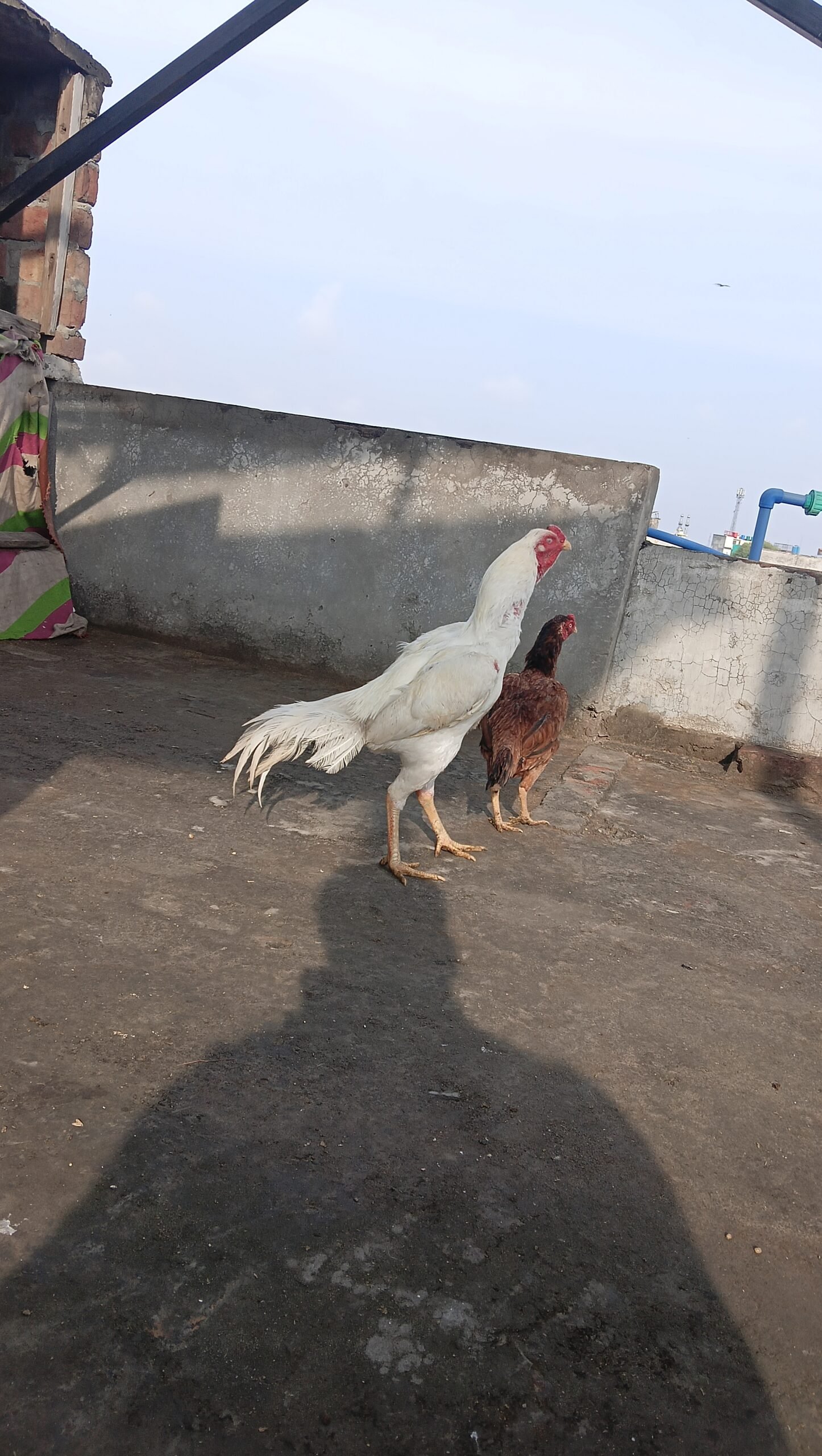 Aseel chicks or adult pairs