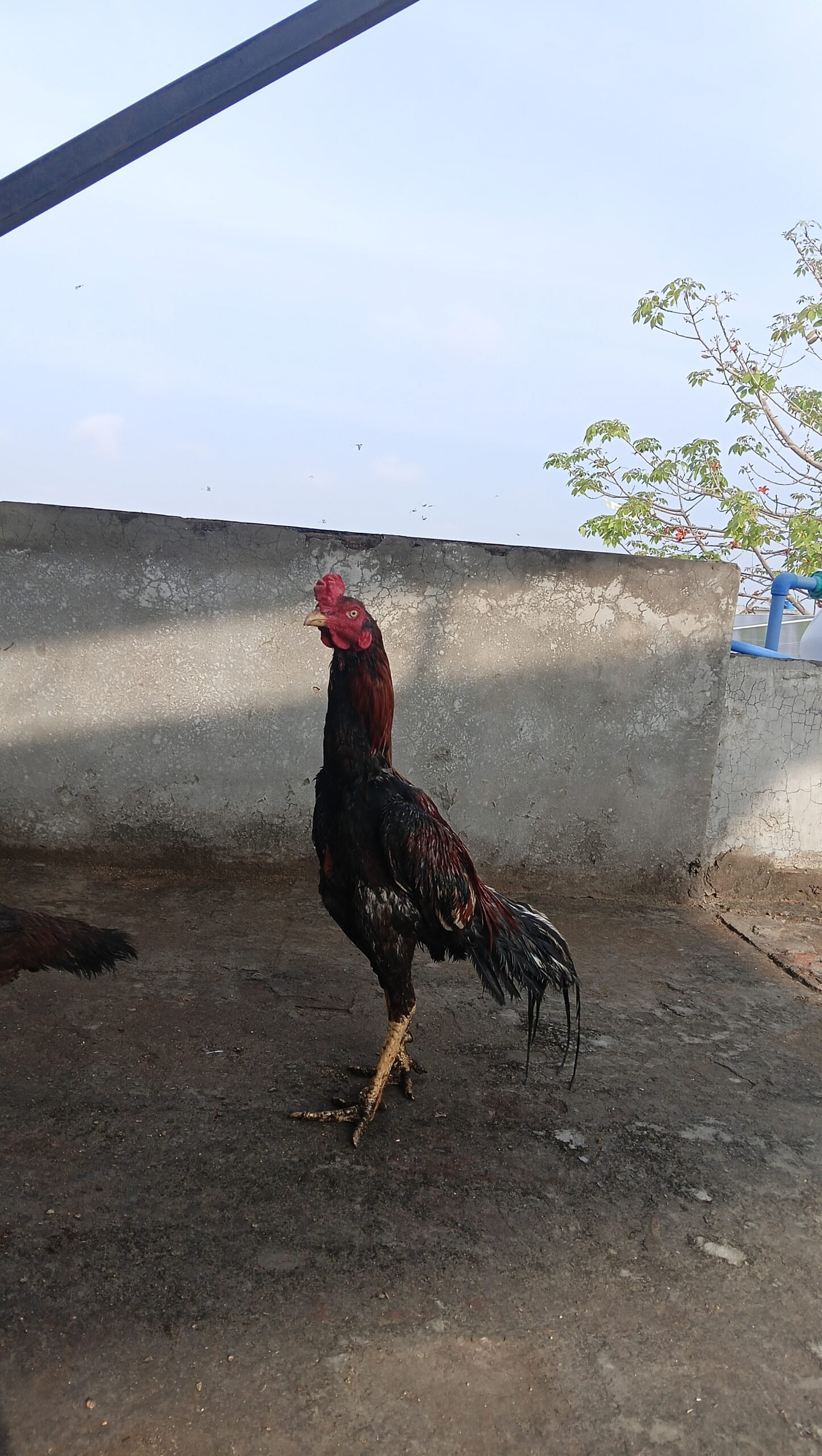 Aseel chicks or adult pairs