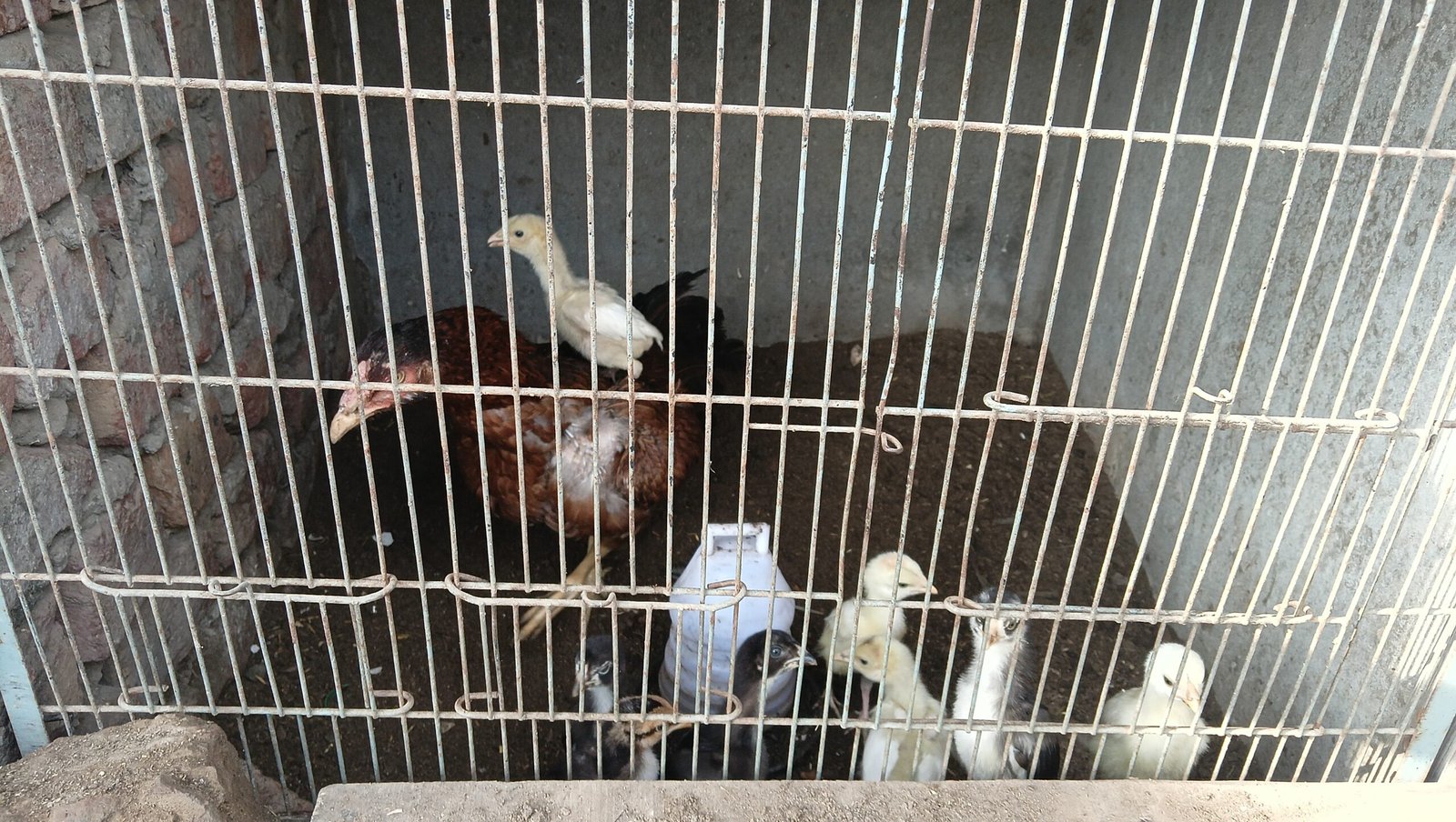 Aseel chicks or adult pairs