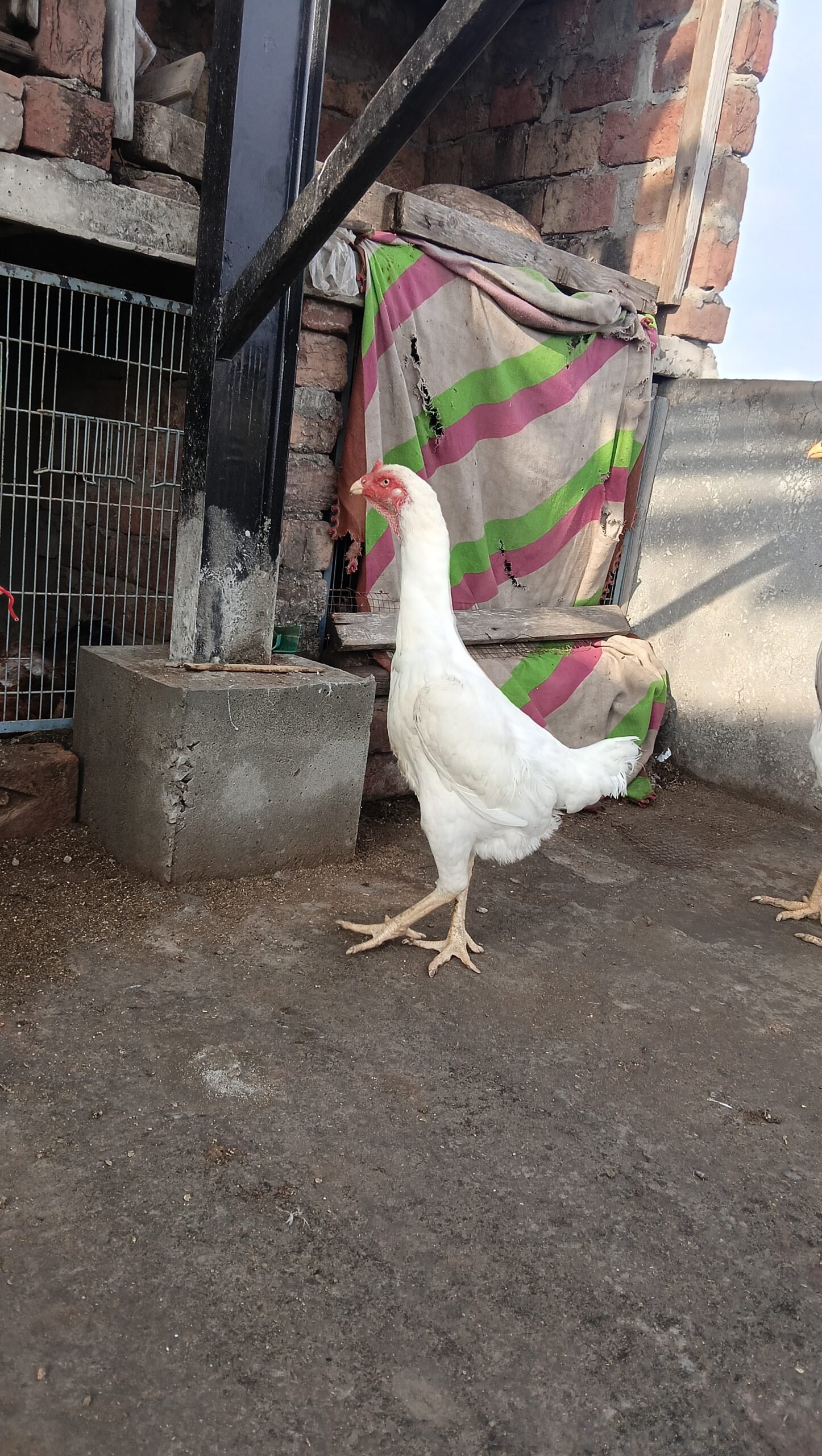 Aseel chicks or adult pairs