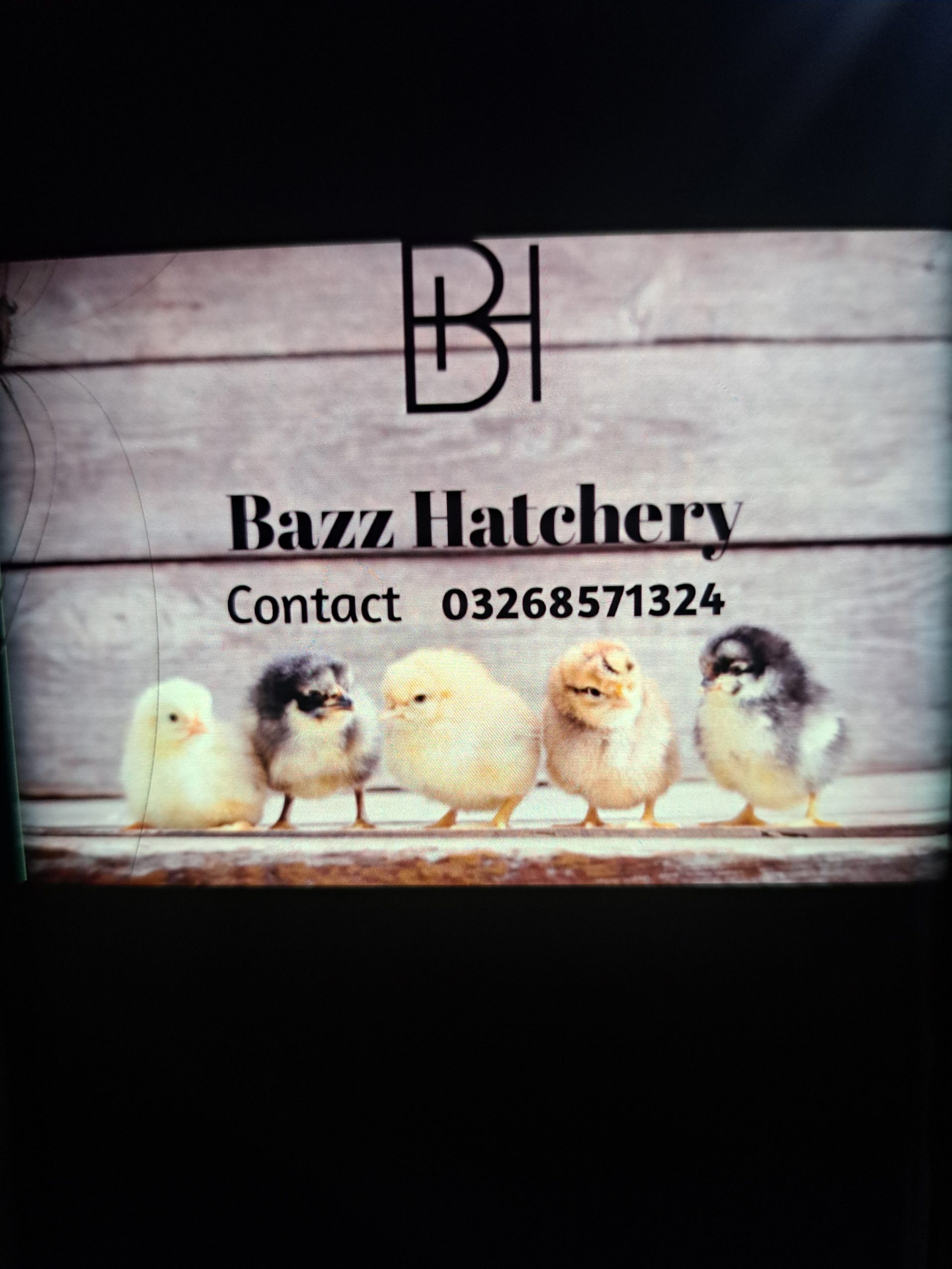 Day old golden misri chicks minimum order 50 chicks