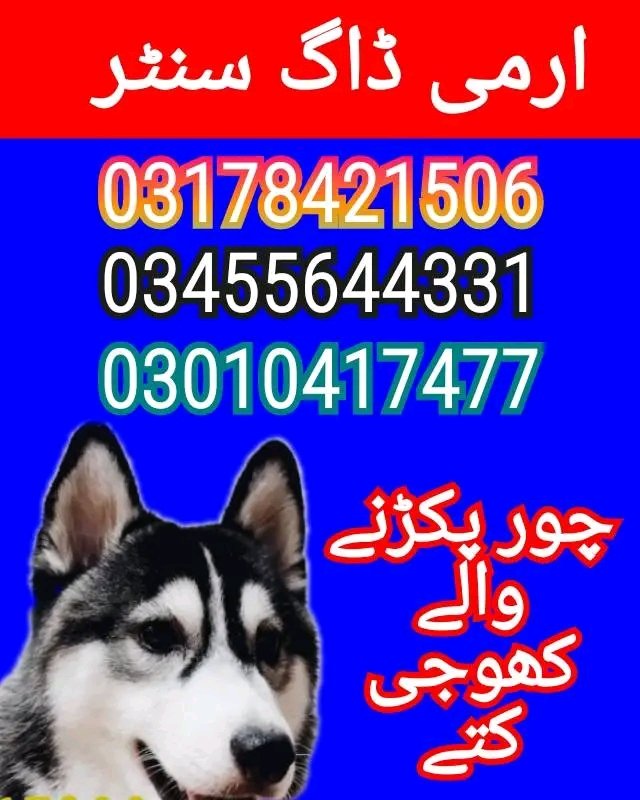 Army dog center 03010417477 (khoji dogs)