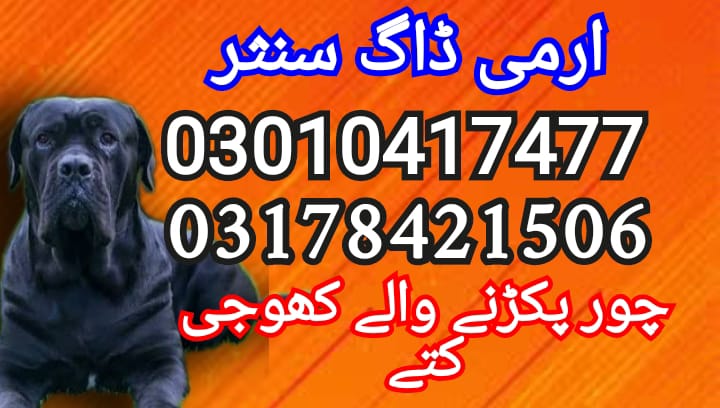 Army dog center 03010417477 (khoji dogs)