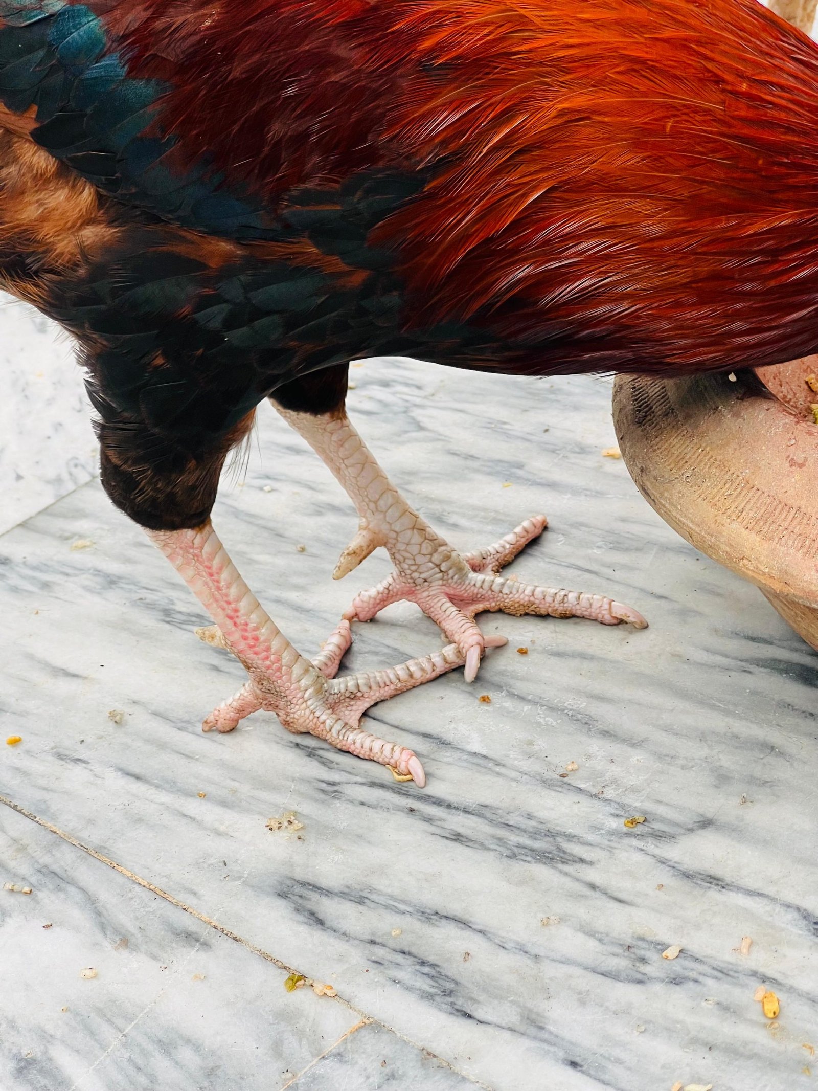 Mian wali Aseel and golden misri