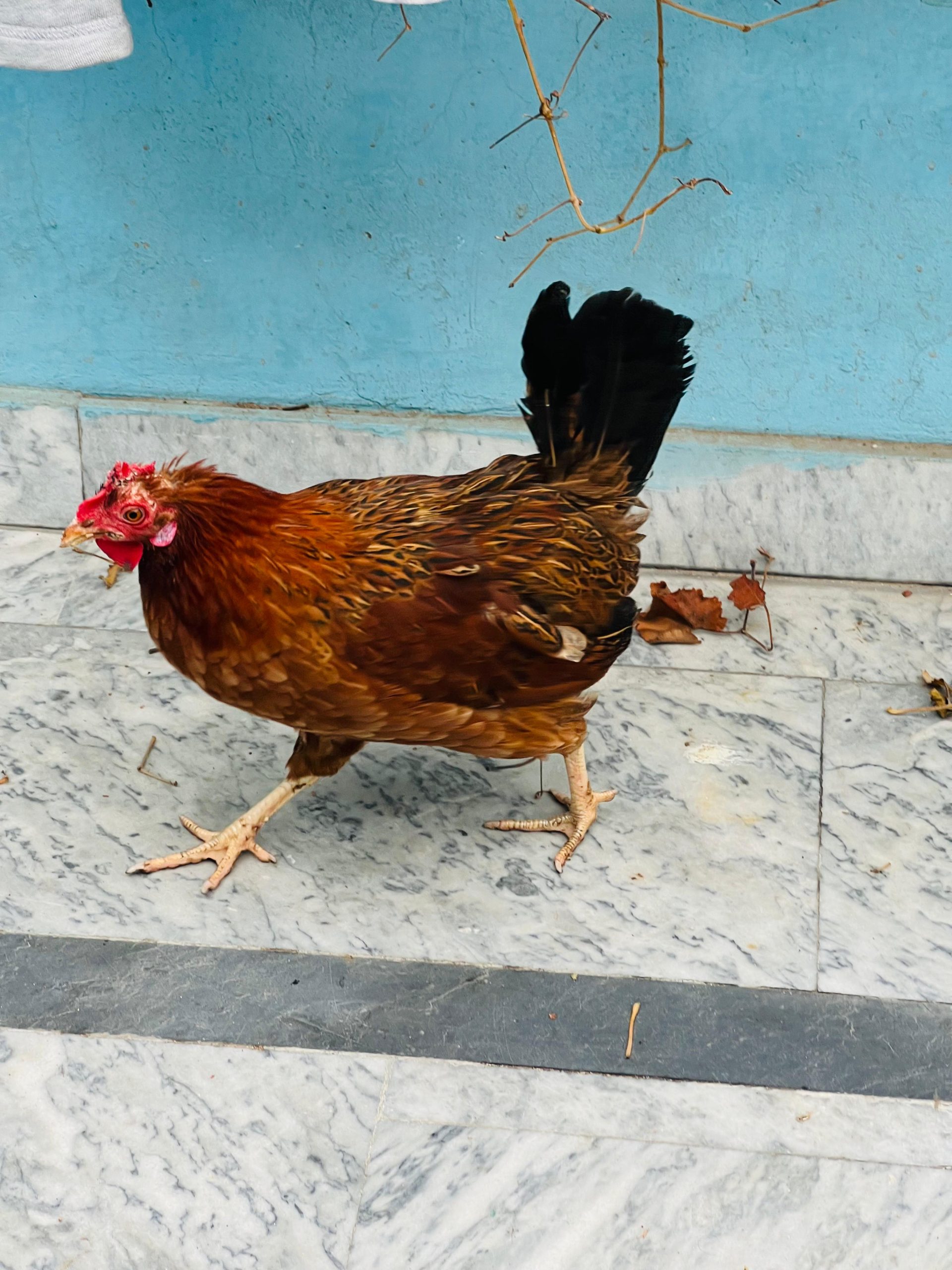 Mian wali Aseel and golden misri