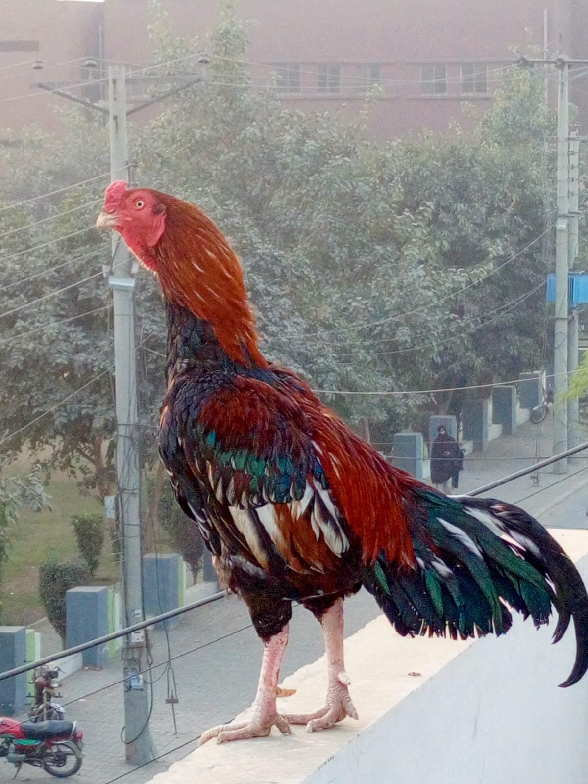 Mian wali Aseel and golden misri