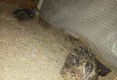 Pairs of Ducks, Desi Hens & Bataira (Quail) for Sale