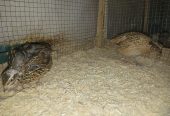 Pairs of Ducks, Desi Hens & Bataira (Quail) for Sale