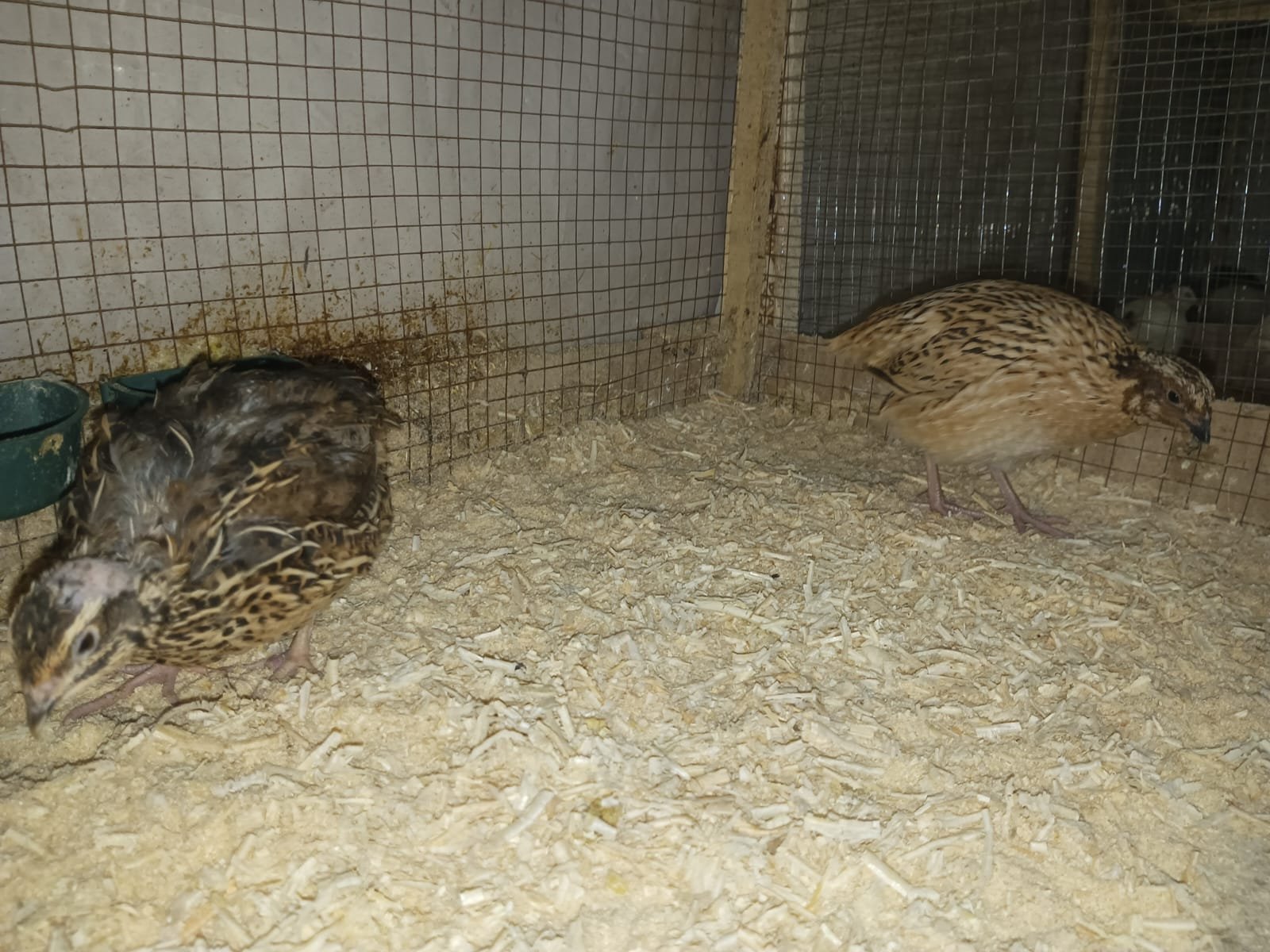 Pairs of Ducks, Desi Hens & Bataira (Quail) for Sale