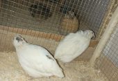 Pairs of Ducks, Desi Hens & Bataira (Quail) for Sale