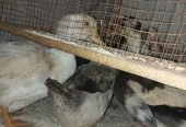 Pairs of Ducks, Desi Hens & Bataira (Quail) for Sale
