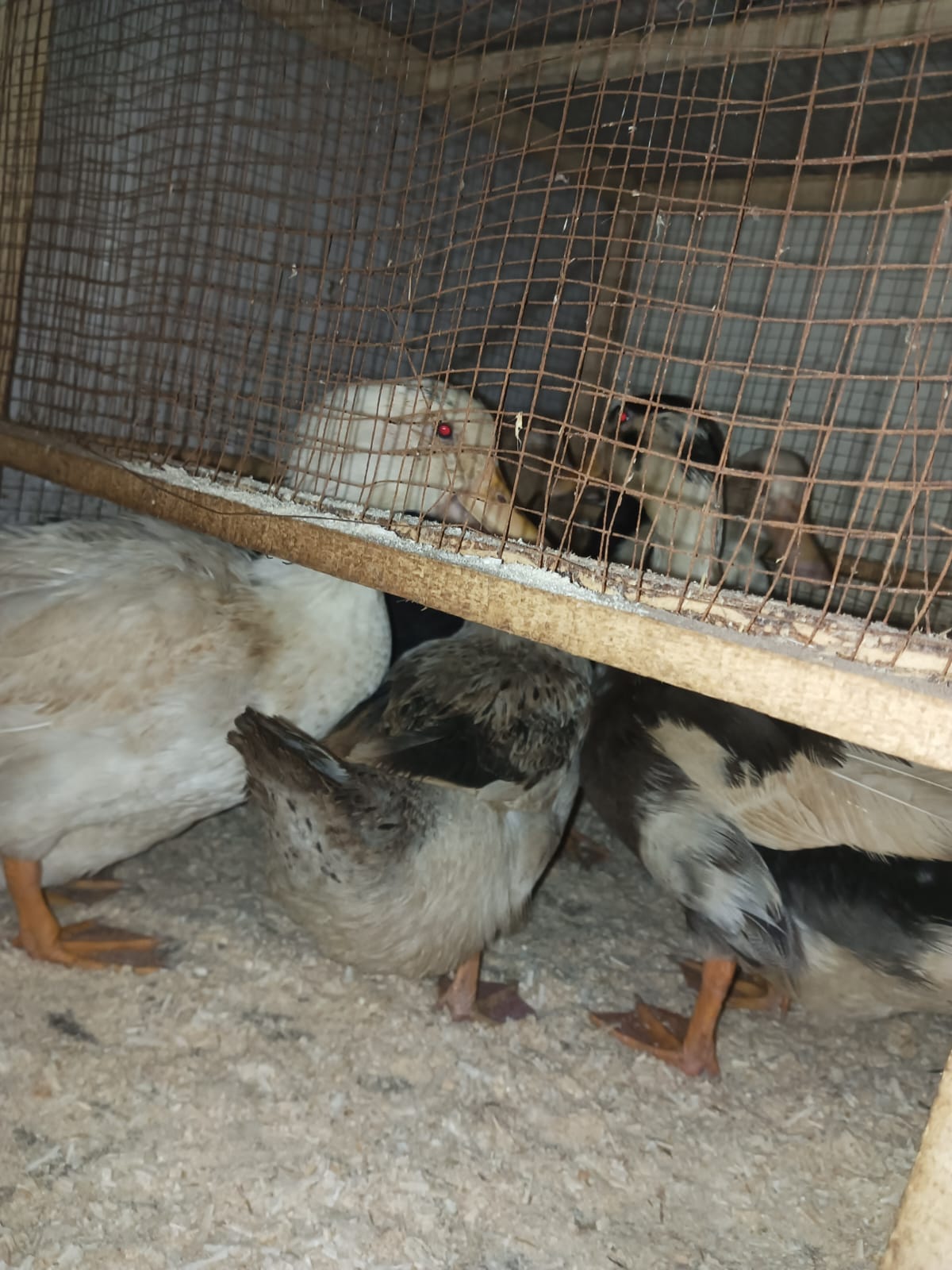 Pairs of Ducks, Desi Hens & Bataira (Quail) for Sale