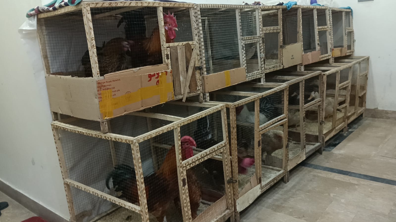 Pairs of Ducks, Desi Hens & Bataira (Quail) for Sale