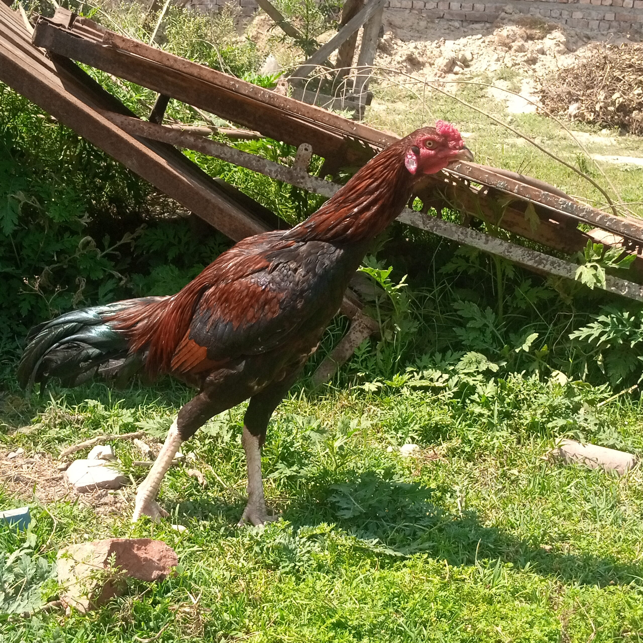 Sindhi Aseel murgha for sale Healthy and Active