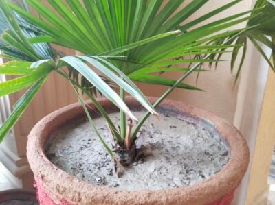 IMG_20230207_085727_Burst02