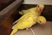Yellow Ringeck chicks