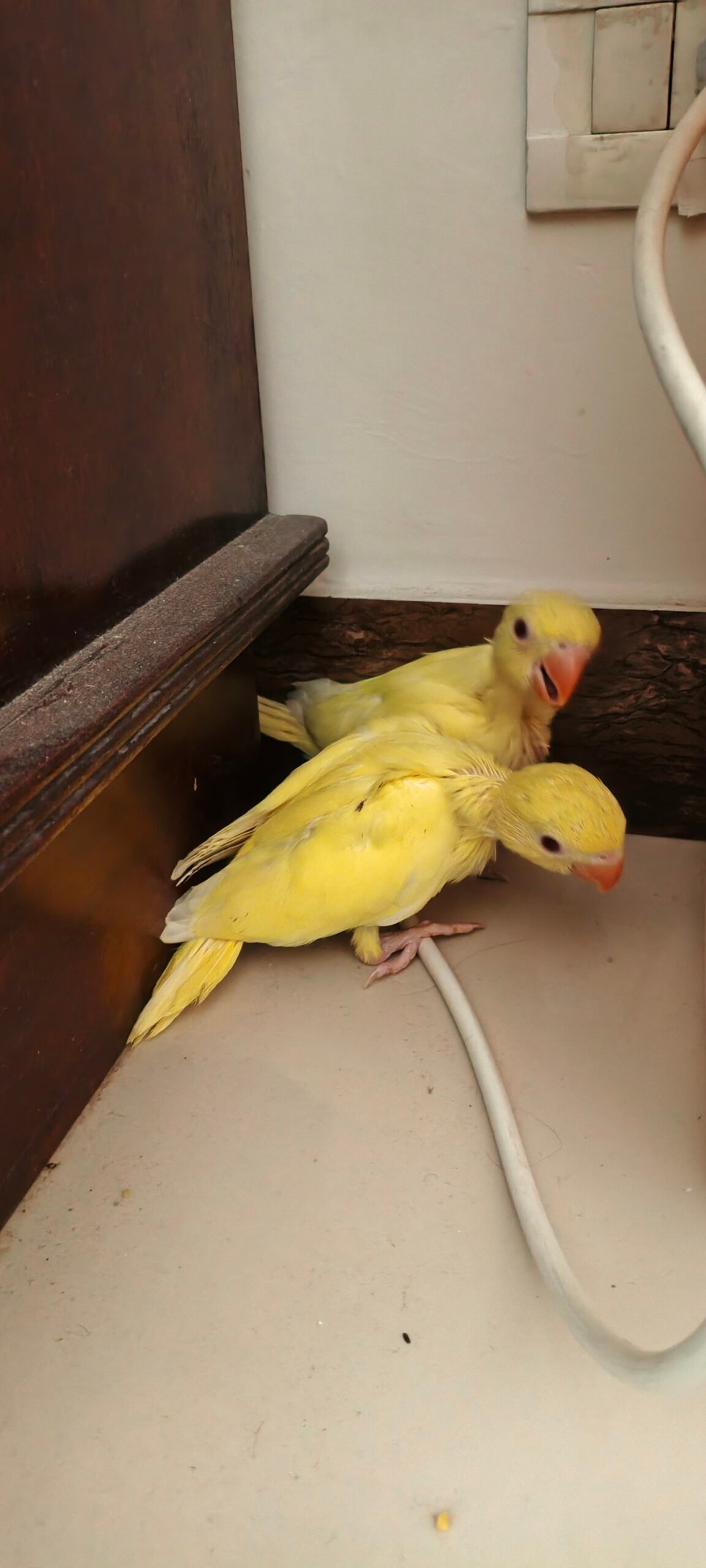Yellow Ringeck chicks