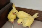 Yellow Ringeck chicks