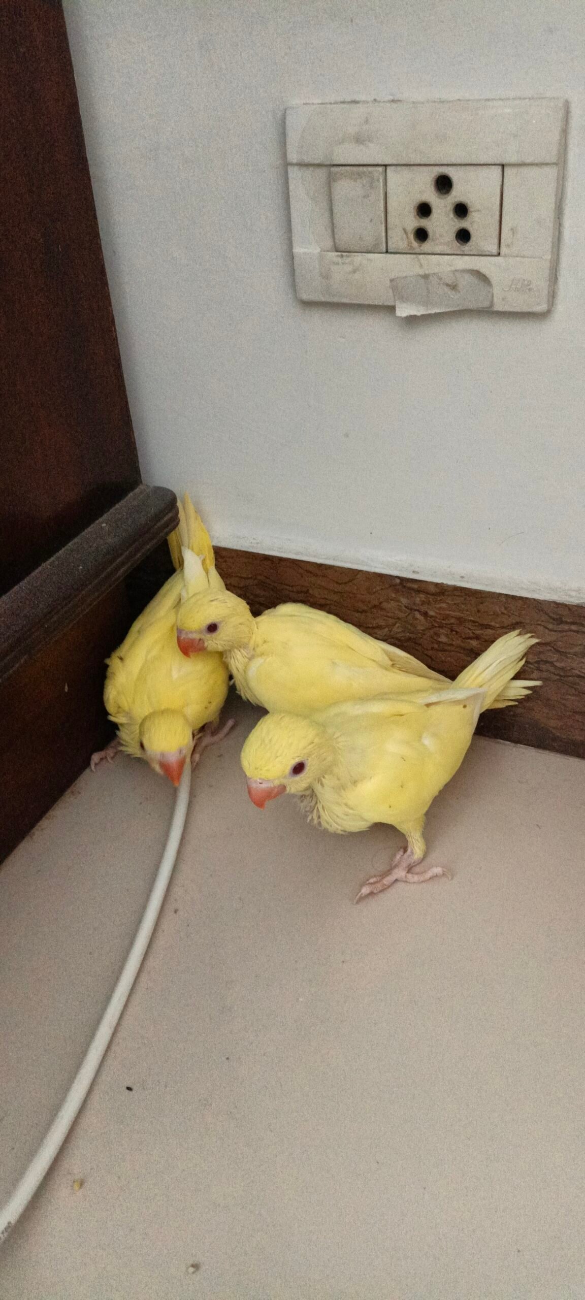 Yellow Ringeck chicks