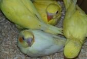Yellow Ringeck chicks