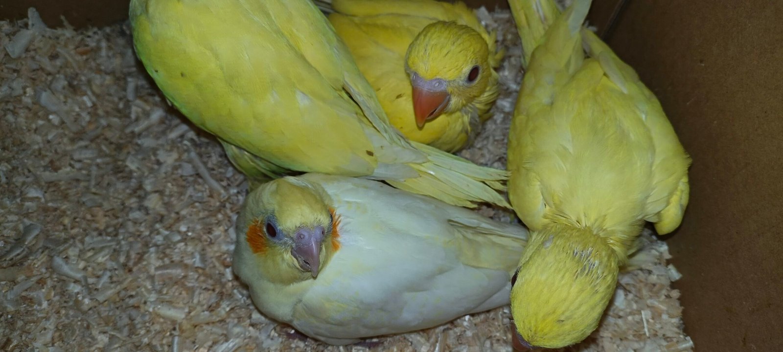 Yellow Ringeck chicks