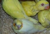 Yellow Ringeck chicks
