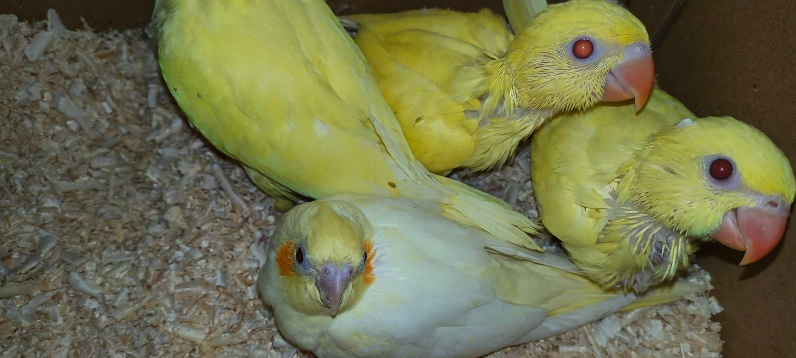 Yellow Ringeck chicks