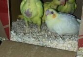 Yellow Ringeck chicks