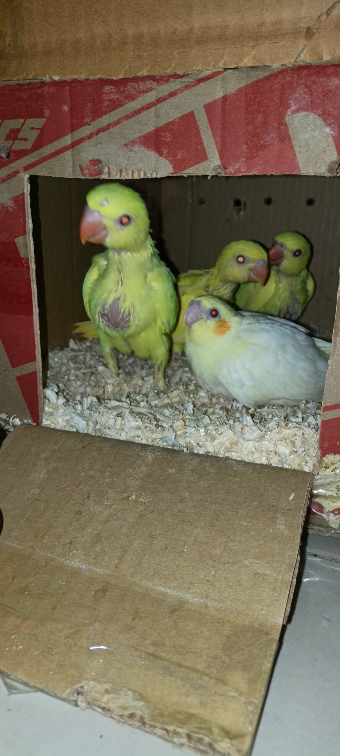 Yellow Ringeck chicks