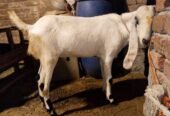 Qurbani Bakra for sale