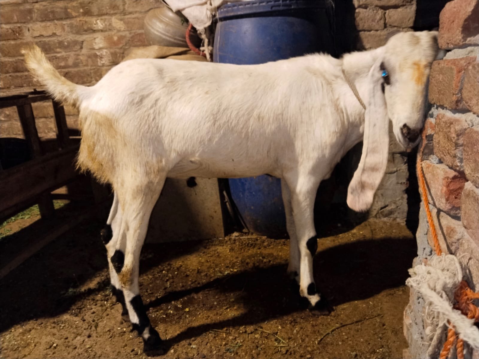 Qurbani Bakra for sale