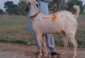 Qurbani Bakra for sale