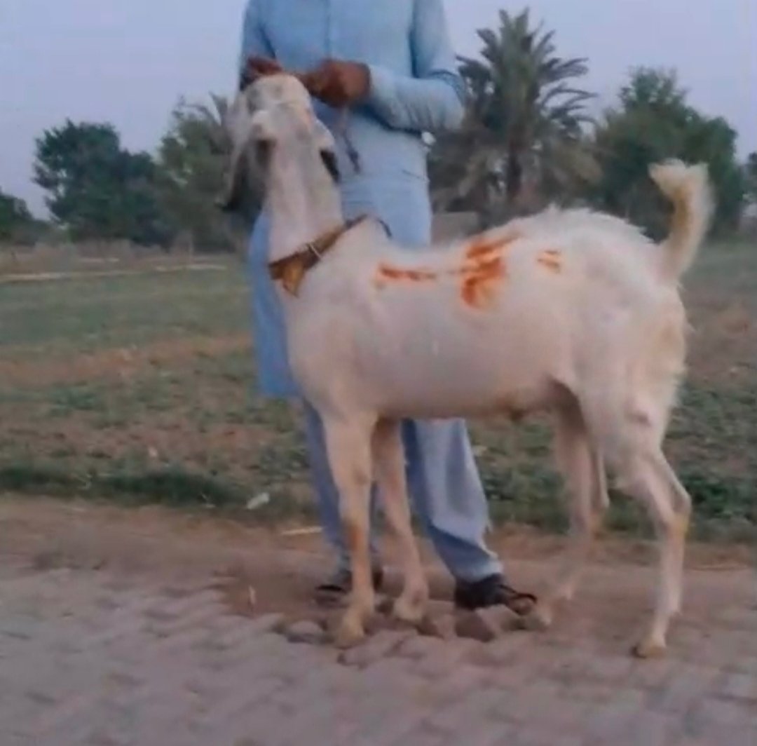 Qurbani Bakra for sale