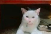Beautiful home cat