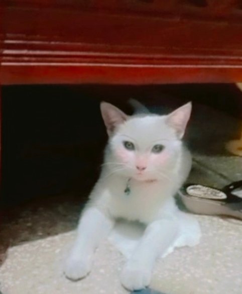Beautiful home cat