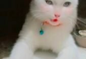 Beautiful home cat
