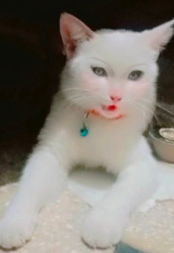 Beautiful home cat