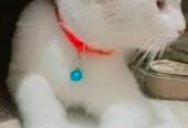 Beautiful home cat