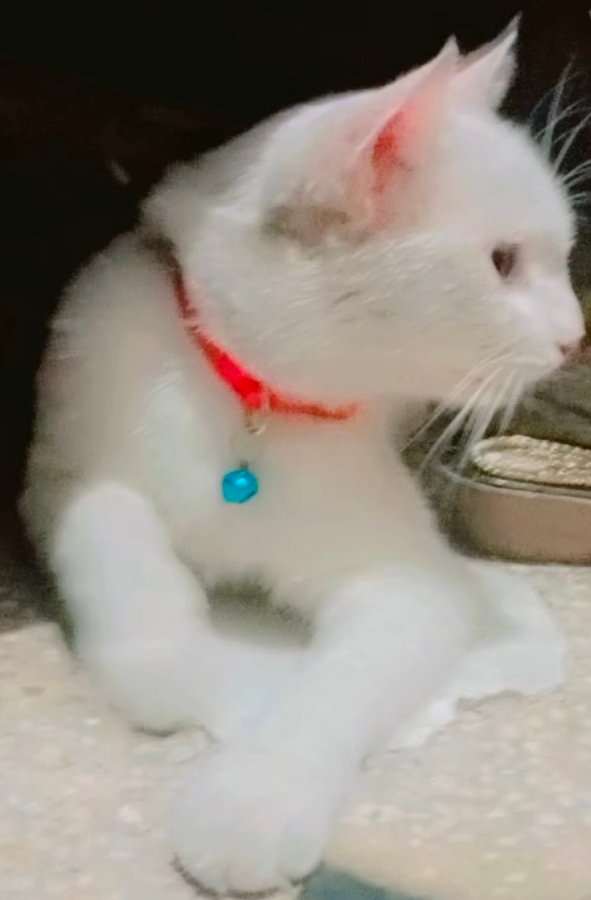 Beautiful home cat