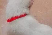 Beautiful home cat