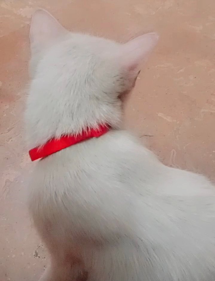 Beautiful home cat