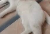 Beautiful home cat