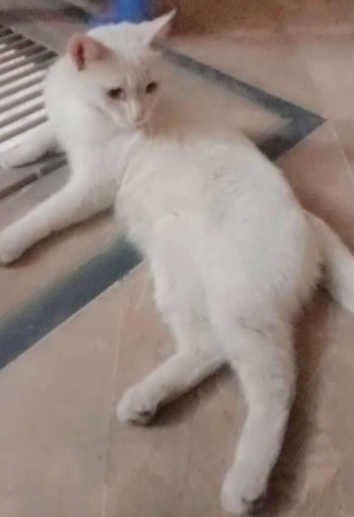 Beautiful home cat