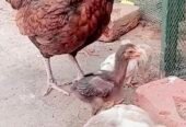 Old blood line aseel pair k 6 chozy