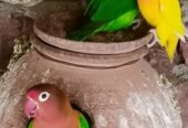 Lovebirds with Cage all setup