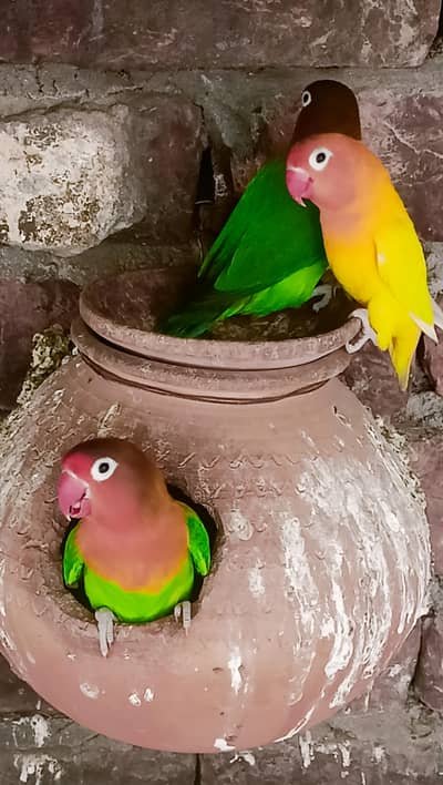Lovebirds with Cage all setup