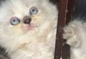 Persian cat
